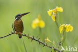 IJsvogel (Alcedo atthis)