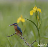 IJsvogel (Alcedo atthis)