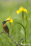 IJsvogel (Alcedo atthis)