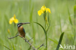 IJsvogel (Alcedo atthis)