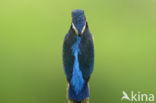 IJsvogel (Alcedo atthis)