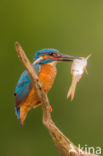 Kingfisher (Alcedo atthis)