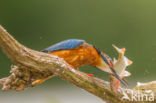 IJsvogel (Alcedo atthis)