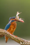 Kingfisher (Alcedo atthis)