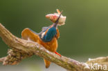 IJsvogel (Alcedo atthis)