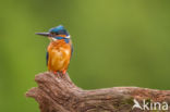 Kingfisher (Alcedo atthis)