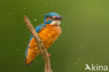 Kingfisher (Alcedo atthis)