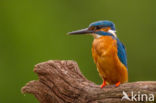 IJsvogel (Alcedo atthis)