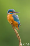 Kingfisher (Alcedo atthis)