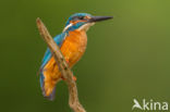 IJsvogel (Alcedo atthis)