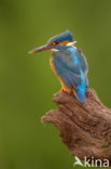 IJsvogel (Alcedo atthis)