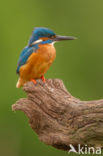 Kingfisher (Alcedo atthis)