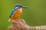 Kingfisher (Alcedo atthis)