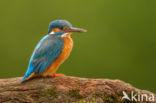 Kingfisher (Alcedo atthis)