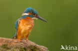 Kingfisher (Alcedo atthis)