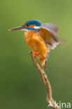 Kingfisher (Alcedo atthis)