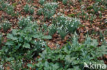 Italiaanse aronskelk (Arum italicum)