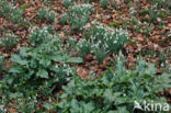 Italian Lords-and-Ladies (Arum italicum)