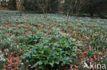 Italian Lords-and-Ladies (Arum italicum)