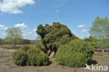 Jeneverbes (Juniperus communis)