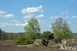 common juniper (Juniperus communis)