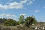 common juniper (Juniperus communis)