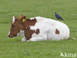 Eurasian Jackdaw (Corvus monedula)