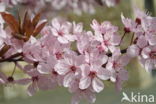 Cherry (Prunus spec)