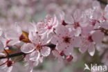 Cherry (Prunus spec)