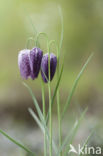 Kievitsbloem (Fritillaria spec)