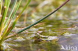 Kleine groene kikker