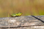 Kleine groene kikker