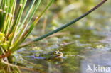 Pool Frog (Rana lessonae