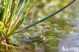 Pool Frog (Rana lessonae