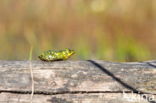 Kleine groene kikker