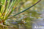 Kleine groene kikker