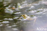 Kleine groene kikker