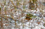 Pool Frog (Rana lessonae