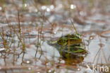 Kleine groene kikker