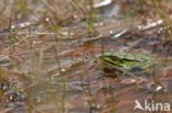 Pool Frog (Rana lessonae