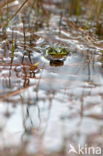 Pool Frog (Rana lessonae