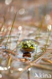 Pool Frog (Rana lessonae