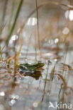 Pool Frog (Rana lessonae