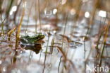 Pool Frog (Rana lessonae