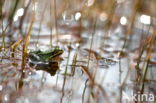 Kleine groene kikker