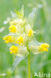 Kleine ratelaar (Rhinanthus minor)