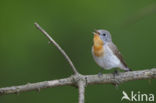 Red-breasted Flycatcher (Ficedula parva)