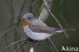 Red-breasted Flycatcher (Ficedula parva)