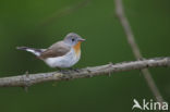 Red-breasted Flycatcher (Ficedula parva)
