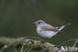 Red-breasted Flycatcher (Ficedula parva)